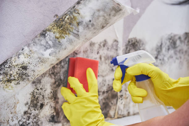 Biohazard Mold Removal in West Columbia, SC